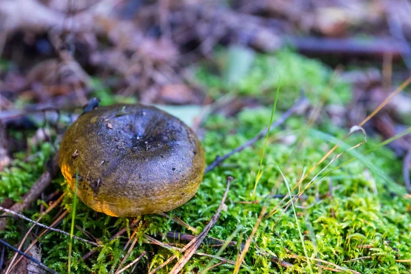 Sabah güneşin ışığında mantar. Lactarius turpis (Ayrıca