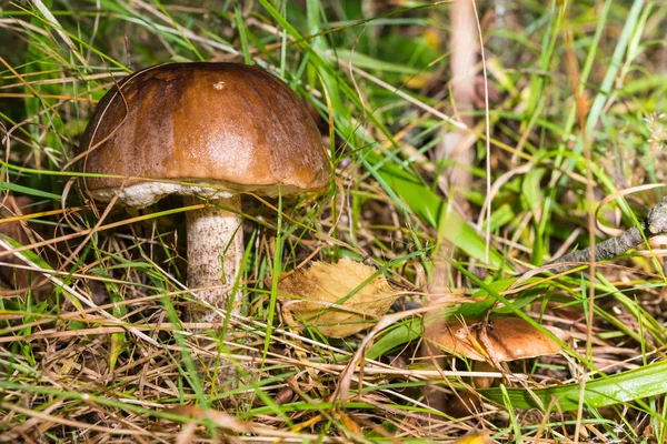 Pilze im Gras. Steinpilze (leccinum)). — Stockfoto