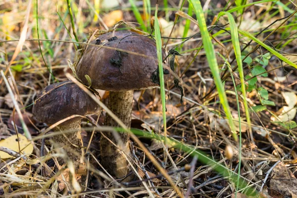 Pilze im Gras. Steinpilze. Leccinum. — Stockfoto