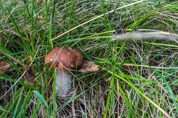 Steinpilze im Gras. — Stockfoto