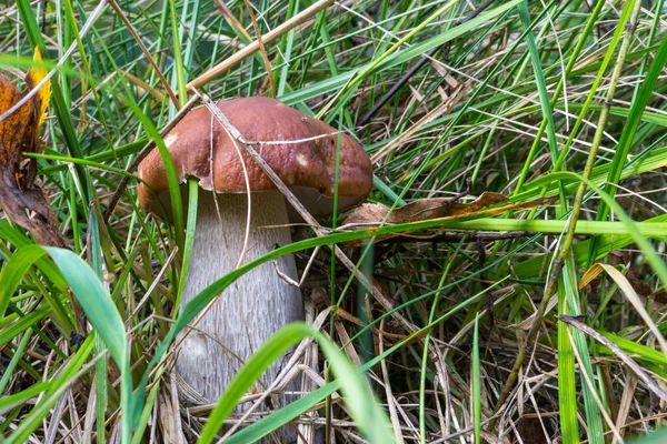 Steinpilze im Gras. — Stockfoto