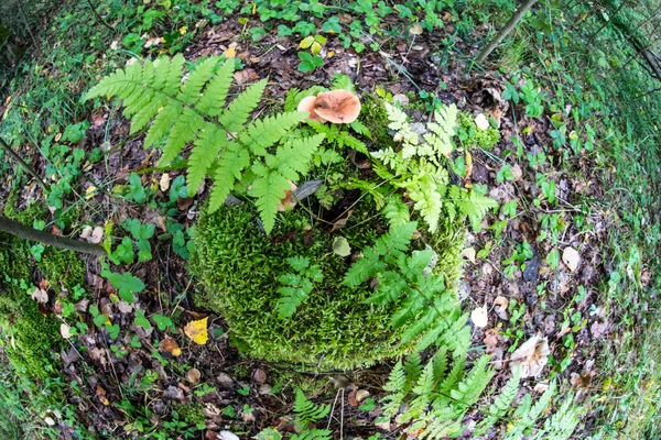 树桩，长满了苔藓和蕨类植物。从山顶. — 图库照片
