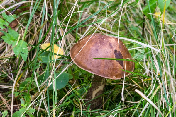 Pilze im Gras. — Stockfoto