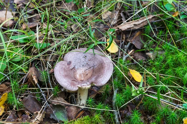 Pilz im Gras. — Stockfoto