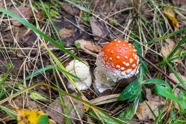 Two little fly agaric (Amanita Muscaria) in the grass. — Stock Photo, Image