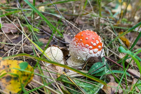 Deux petites mouches agariques (Amanita Muscaria) dans l'herbe . — Photo