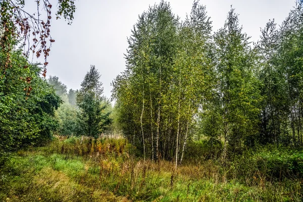 Marginea pădurii în dimineața cețoasă . — Fotografie, imagine de stoc