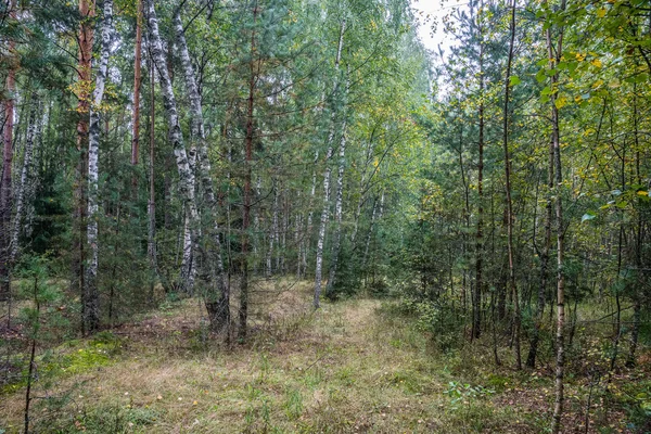 Край леса в туманное утро . — стоковое фото