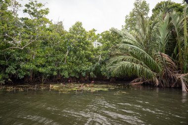 Nehir orman arasında Bentota.