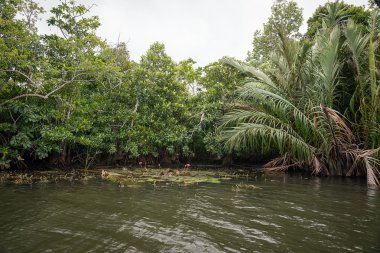 Nehir orman arasında Bentota.