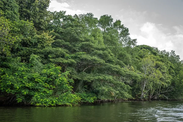 Nehir orman arasında Bentota.