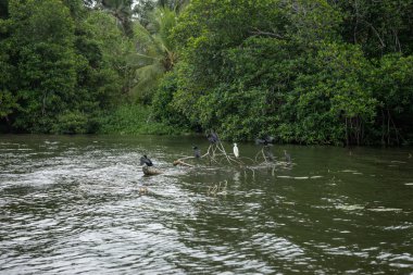Bentota nehir. Kuşlar düşmüş bir ağaç dalları üzerinde.