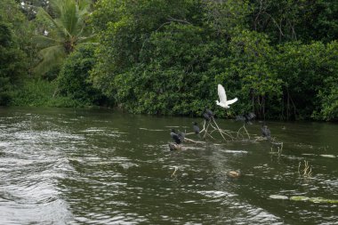 Bentota nehir. Kuşlar düşmüş bir ağaç dalları üzerinde.