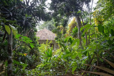 Küçük köy orman.