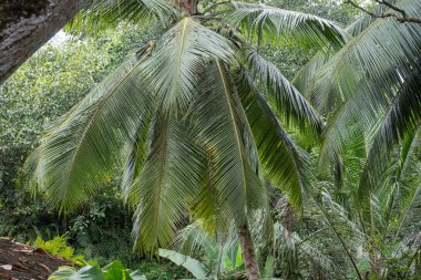 Orman. Hindistan cevizi hurma.