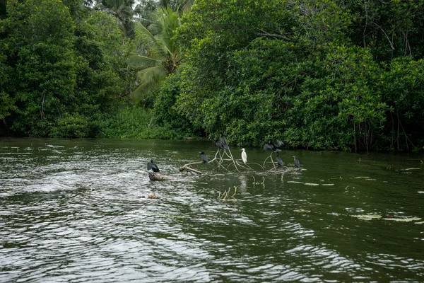 Bentota nehir. Kuşlar düşmüş bir ağaç dalları üzerinde. — Stok fotoğraf