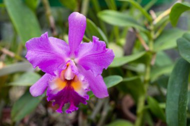 Orkide ev. Orkide çiçek.