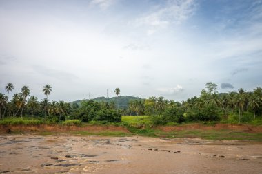 Geniş nehir orman arasında.