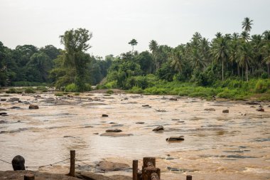 Geniş nehir orman arasında.