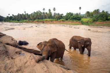 Nehirde Yüzme filler.