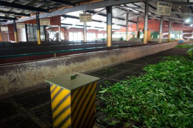 İçinde çay fabrikası.