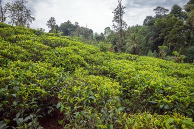 Çay plantasyon.