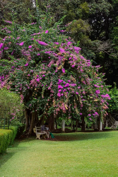 El Real Jardín Botánico. El árbol floreciente . —  Fotos de Stock