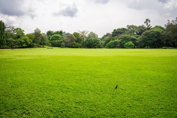 El Real Jardín Botánico . — Foto de Stock