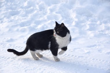 Siyah beyaz bir kedi kışın karda yürür.