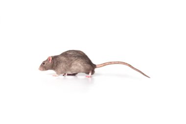 Stüdyoda beyaz bir arka planda kahverengi, vahşi bir sıçan yerde bir şey kokluyor.