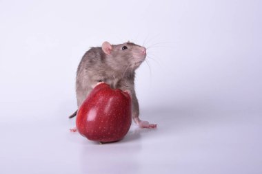 Kahverengi bir yaban sıçanı ön patileriyle kırmızı bir elmaya tırmandı. Stüdyonun beyaz arka planına karşı ağzını kaldırdı.