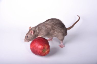 Beyaz arka planda bıyığı olan vahşi kahverengi bir fare patisini kırmızı bir elmanın üzerine koydu.