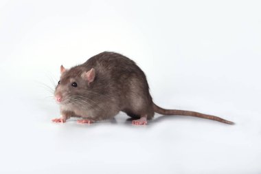 Stüdyoda beyaz bir arka planda kahverengi, vahşi bir sıçan öne doğru koşar.