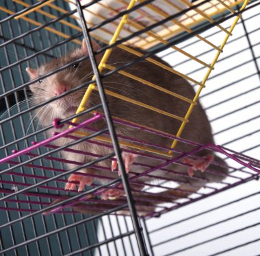 Evcil kemirgenler için metal bir kafesin içindeki vahşi bir fare parmaklıklardan dışarı bakar.