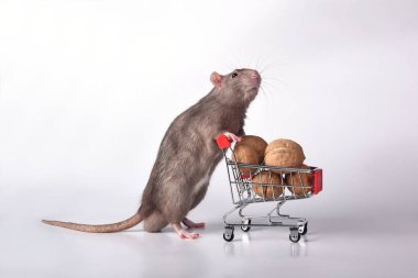 Vahşi bir cins sıçan, beyaz arka planda ceviz olan bir süpermarket arabasını stüdyoya yuvarlıyor. Markete gidip hisse senedi alışverişi yapıyorum.