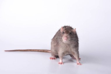 Stüdyoda beyaz bir arka planda kahverengi, vahşi bir sıçan öne doğru koşar.