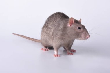 Stüdyoda beyaz bir arka planda kahverengi, vahşi bir sıçan öne doğru koşar.