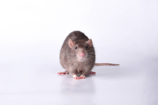 Дикая пушистая крыса чует что-то в воздухе с интересом поднимая свои усы