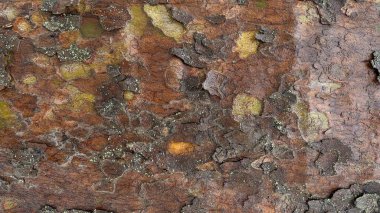 Islak çınar ağacı yağmurdan sonra havlar. Kahverengi doğal doku. Yüksek kalite fotoğraf