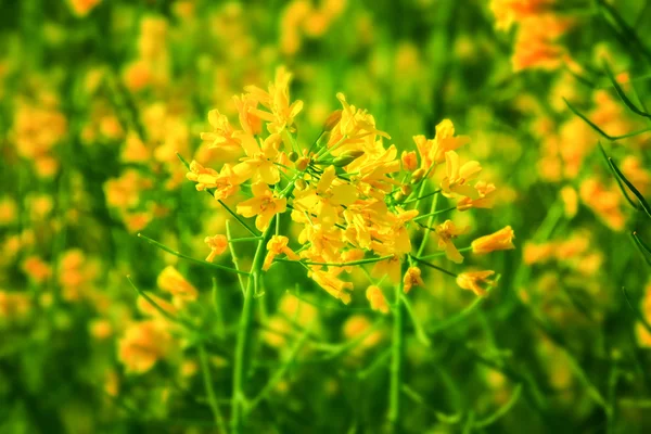 Macro detail of a yellow flowers field — Stock Photo, Image