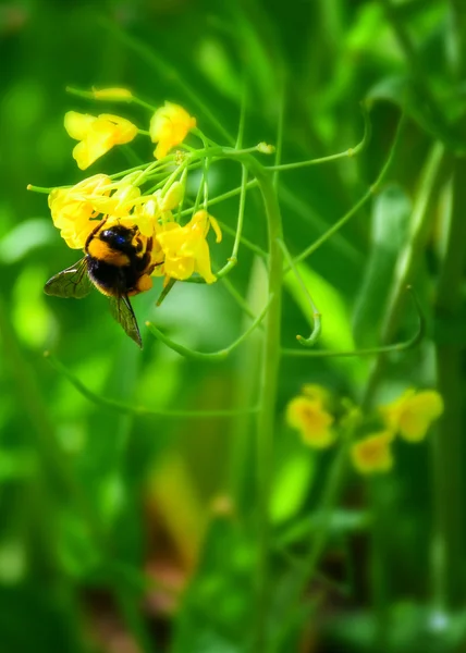 Macro detalhe de uma abelha em um campo de flores amarelas — Fotografia de Stock