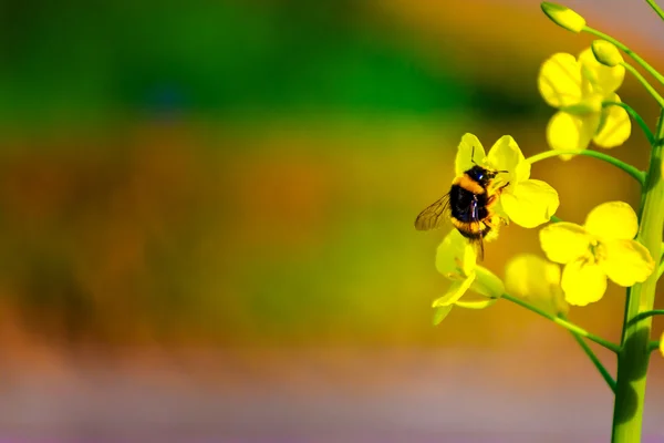 Macro detalle de una abeja en un campo de flores amarillas Fotos de stock