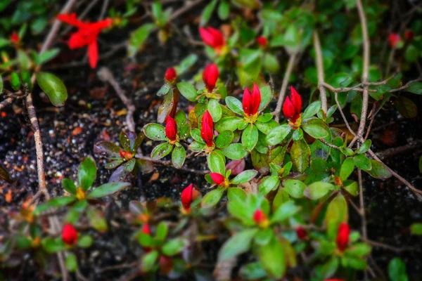 Makro ayrıntı ormangülü çiçeği — Stok fotoğraf