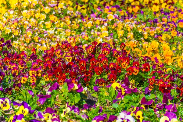 Цветные цветочные поля — стоковое фото