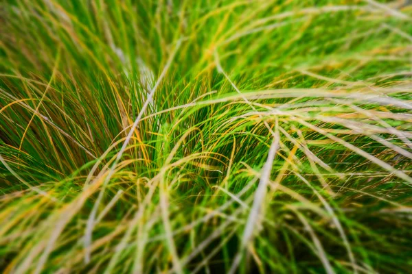 Makroaufnahme von Grasdetails — Stockfoto