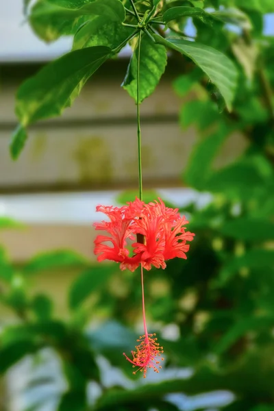 熱帯の花のマクロの詳細 — ストック写真