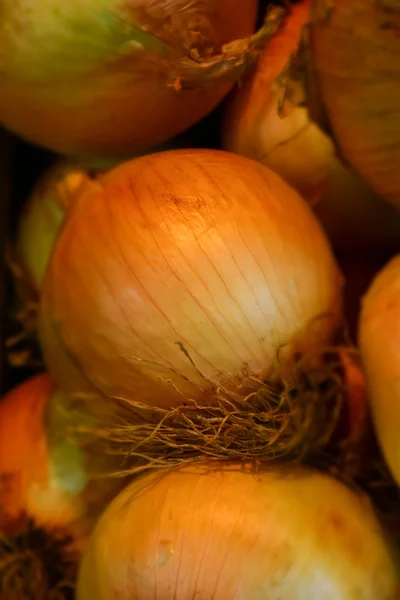 Makro ayrıntı soğan — Stok fotoğraf