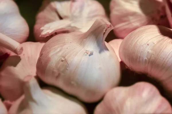 Makro ayrıntı sarımsak — Stok fotoğraf