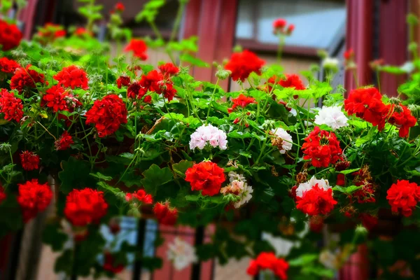 Rode en witte bloemen op een balkon — Stockfoto