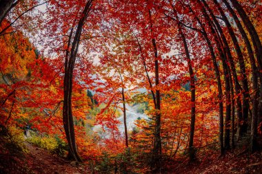 Dağ ormanlarında yaprakları parlak sonbahar ağaçları